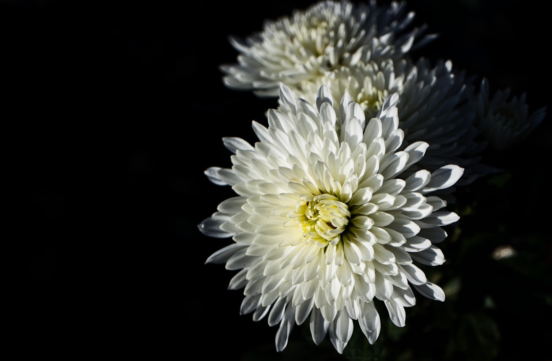 Chrysanthemum.