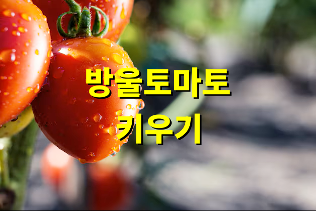방울토마토 키우기