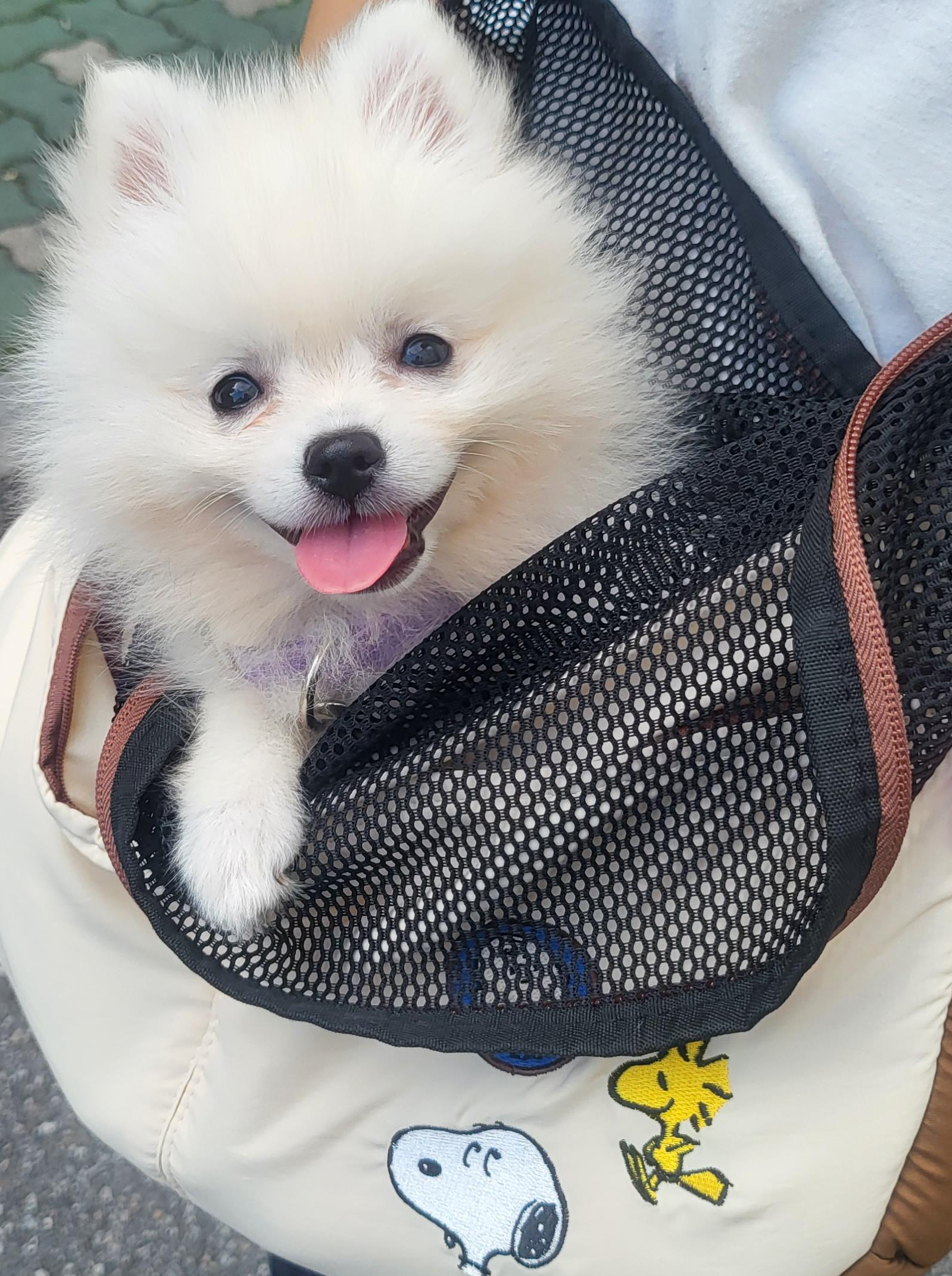 병원 갔다가 건강해진 하콩