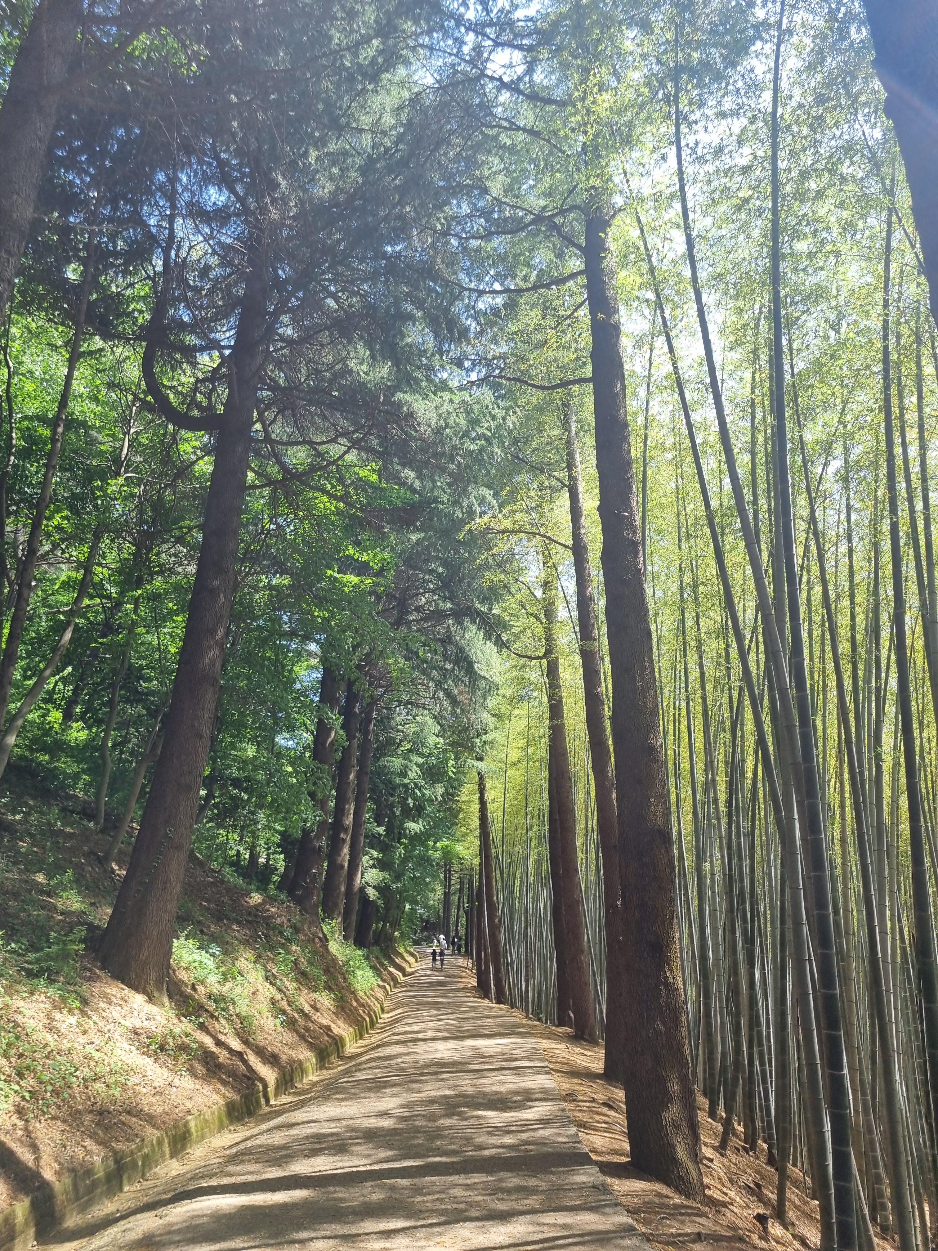 아홉산 숲