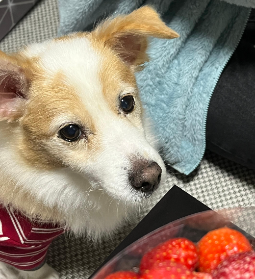 노령견의 신장질환 관리