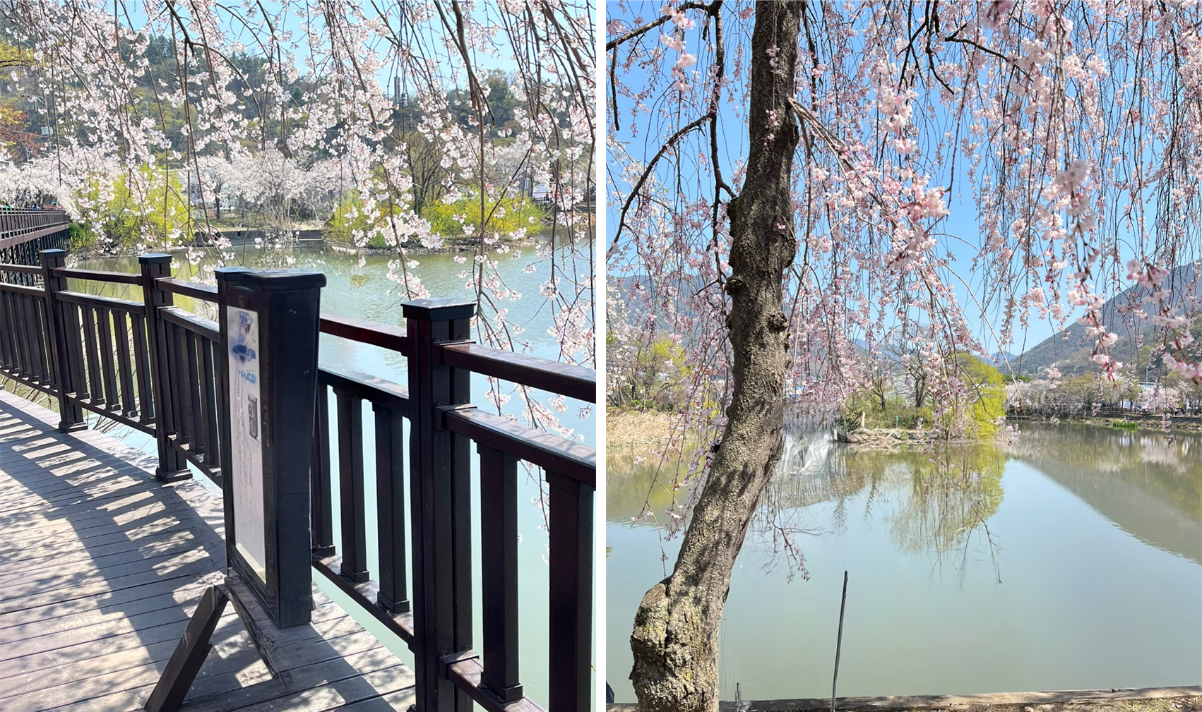 직접 다녀온 창녕 만년교 벚꽃길🌸 창녕의 숨은 벚꽃 명소를 소개합니다!