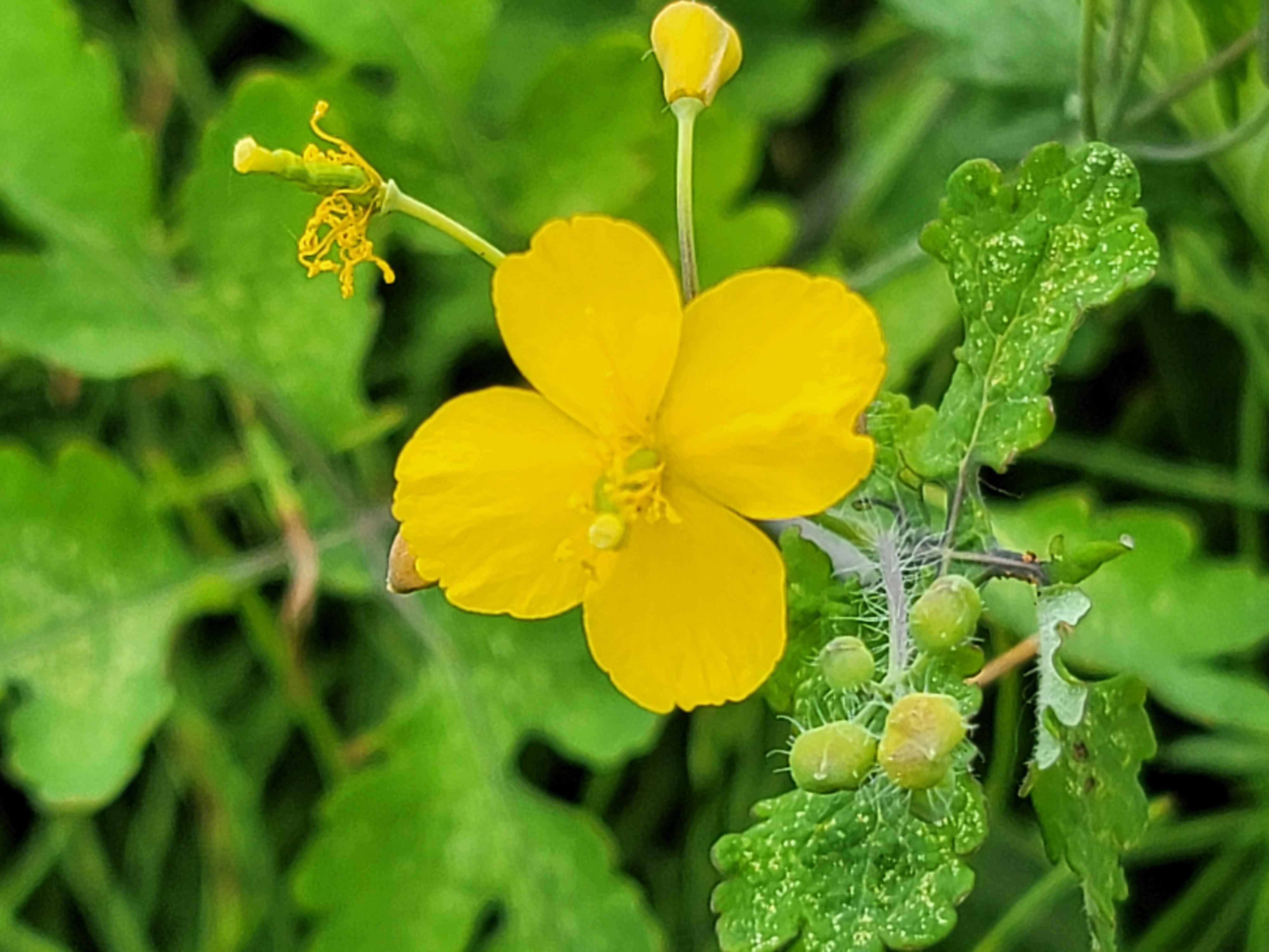 애기똥풀의 강력한 항암효과