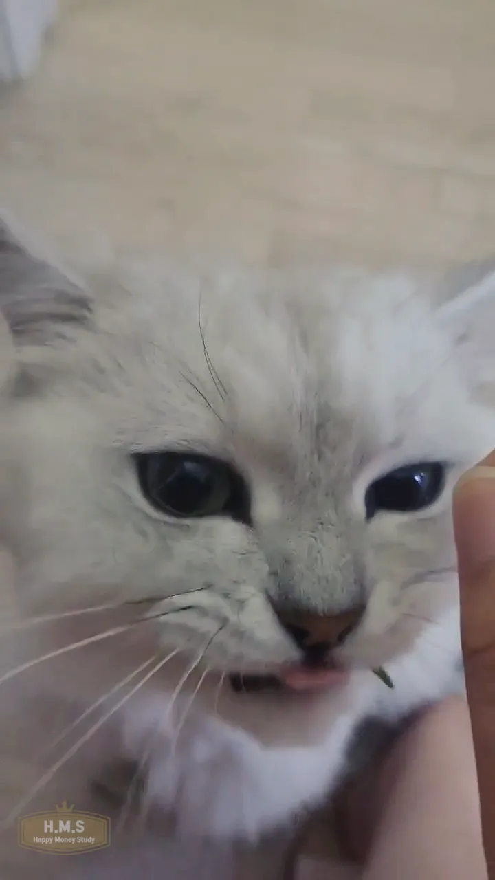 고양이-귀리-먹방-냠냠-혀가-나왔음