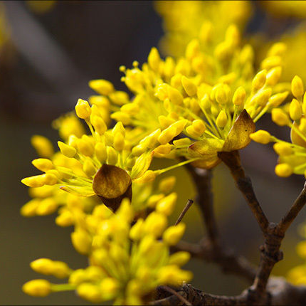 산수유 효능 부작용