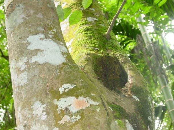 침향-나무-효능