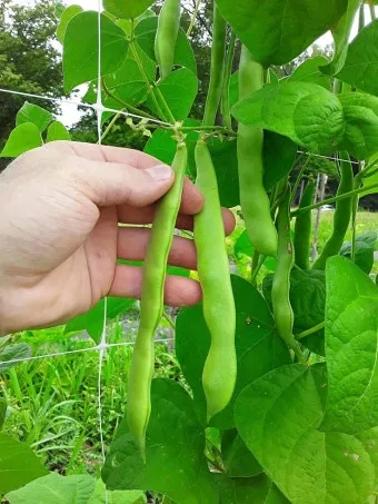 강낭콩 재배 파종 간격 잡초 억제 멀칭 요령_10