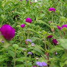 화담숲 단풍 절정시기