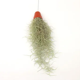 &amp;quot;수염틸란드시아