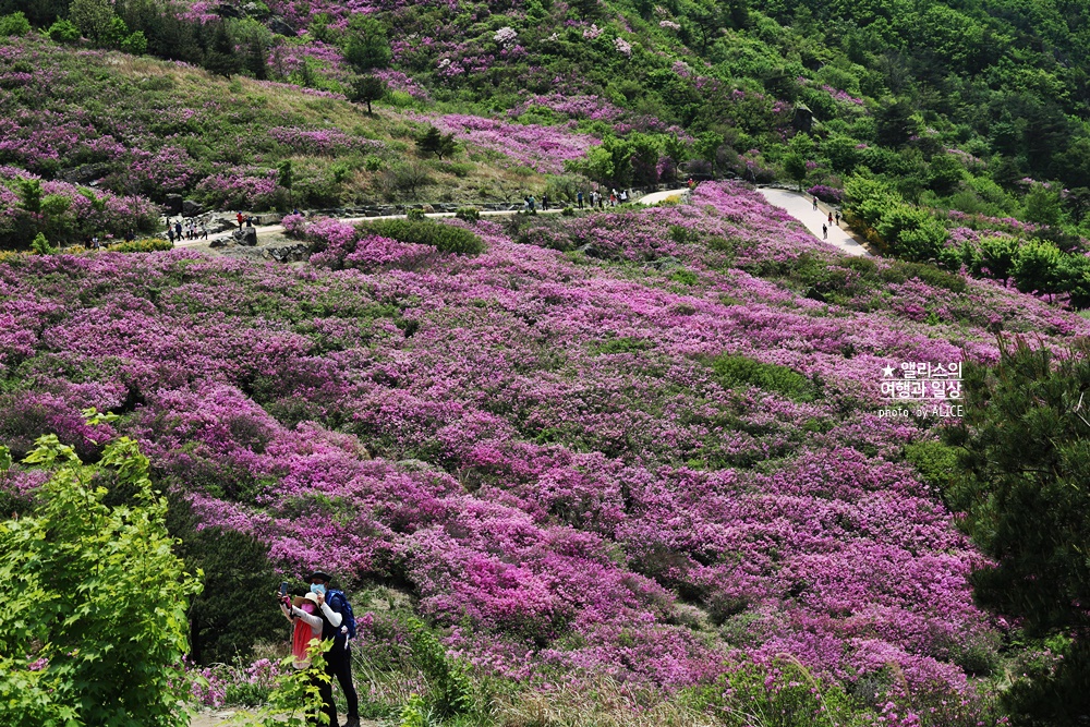 황매산 철쭉 개화시기, 셔틀버스, 산청 합천 5월 가볼만한곳