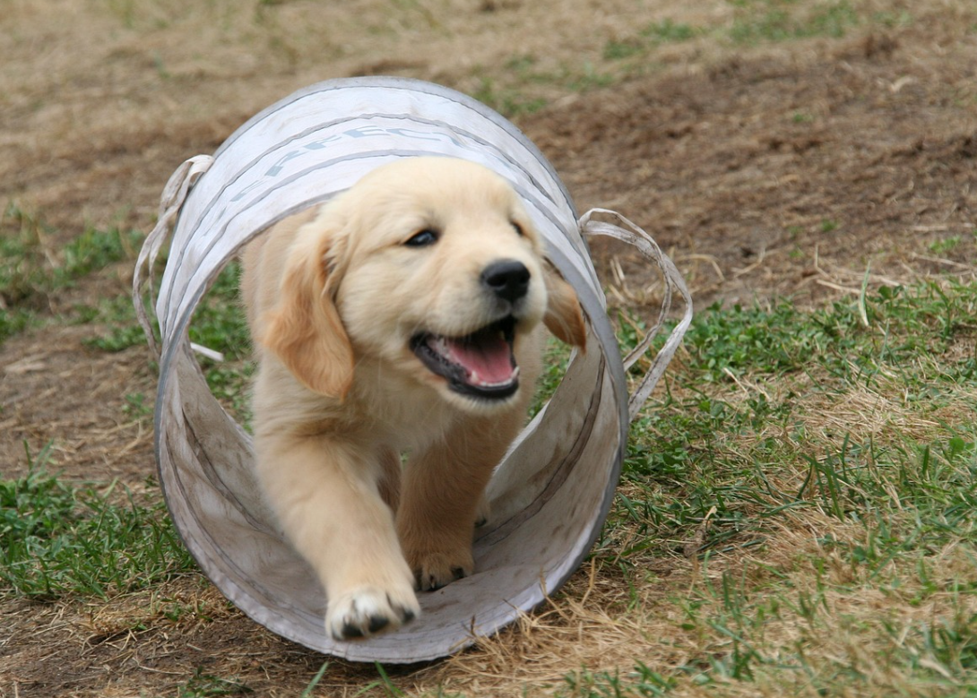 강아지 훈련 이미지