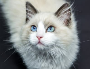 우리 고양이 발정기, 언제 오고 어떤 신호일까요? 그리고 중성화는요?