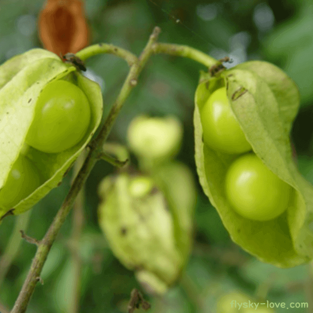 모감주나무 열매