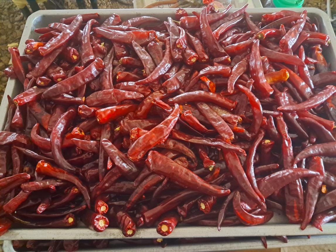 고추 건조기 사용법! 온도와 시간 쉽게 알아보기