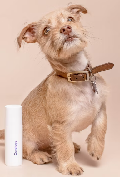 반려동물 미용실 창업에 대하여 알아보기