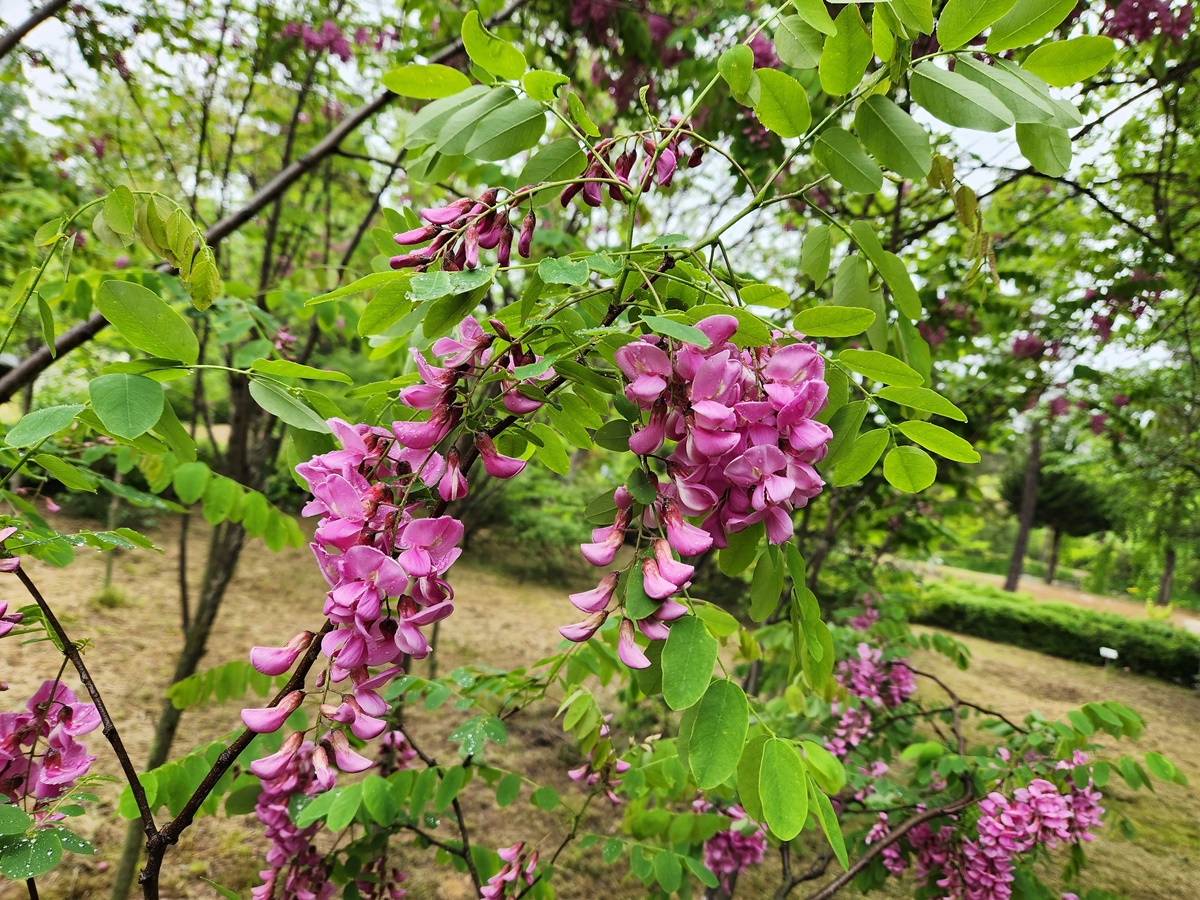 붉은아까시나무