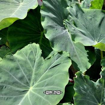 토란 부작용