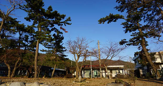 시드니월남쌈