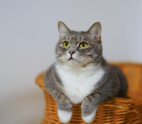 고양이스트레스받을때