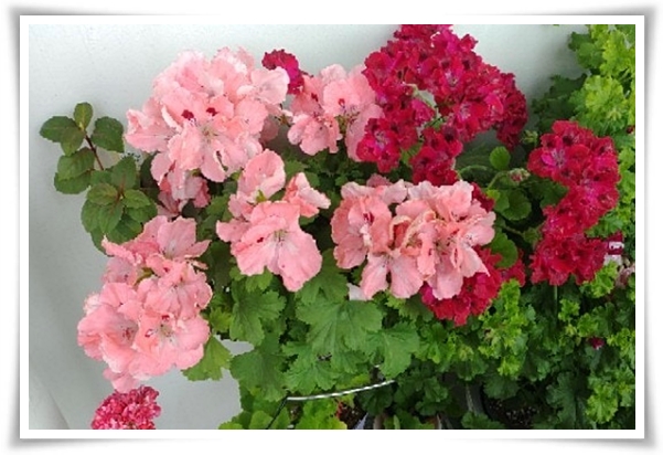 "제라늄 키우기" 365일 꽃을 피우며 향기와 아름다움과 공기 정화까지!