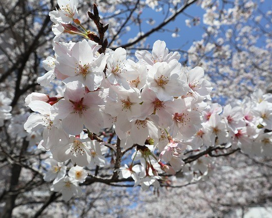 비짓재팬웹 서비스 이용가이드