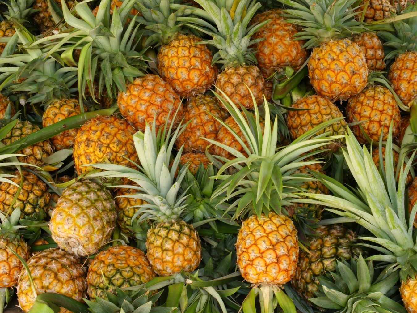 연육 다이어트 제로픽