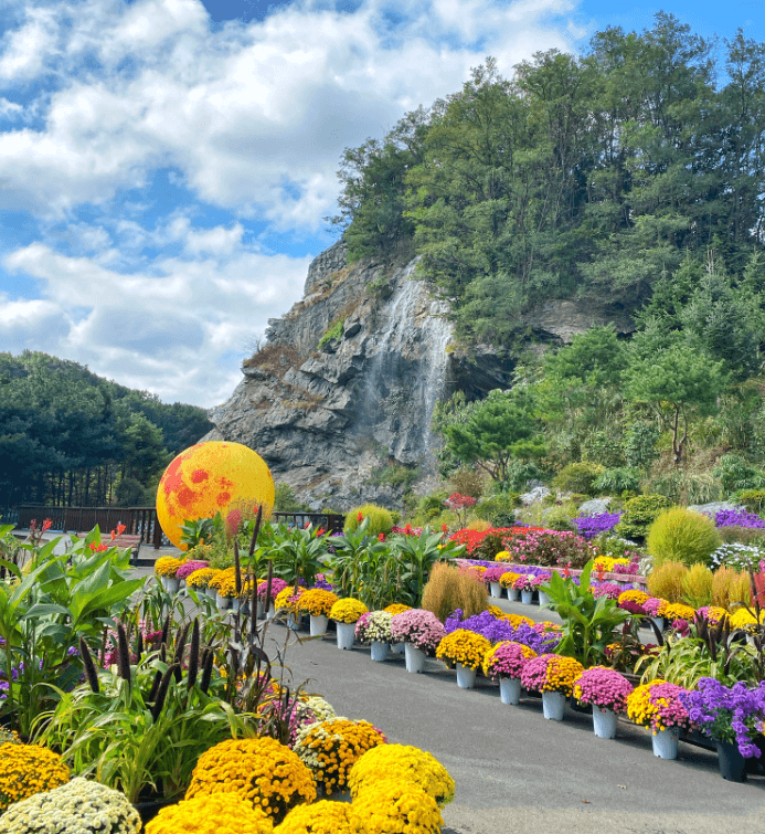 튤립 수선화 축제