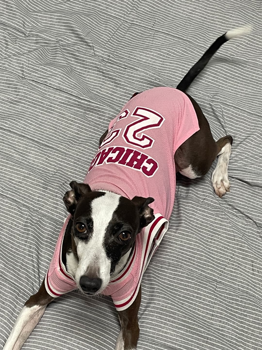 노령견의 관절염 관리 방법과 자연 요법