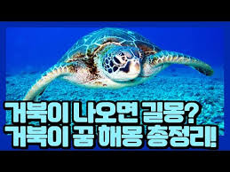 거북이 꿈 해몽