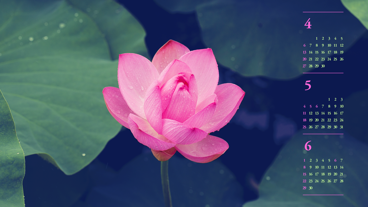 06 연꽃 B - 2025년5월 노트북배경화면