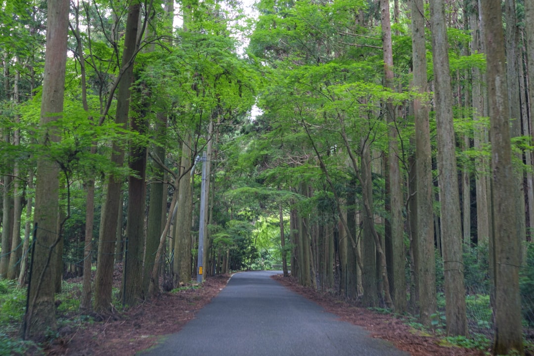 Tsushima