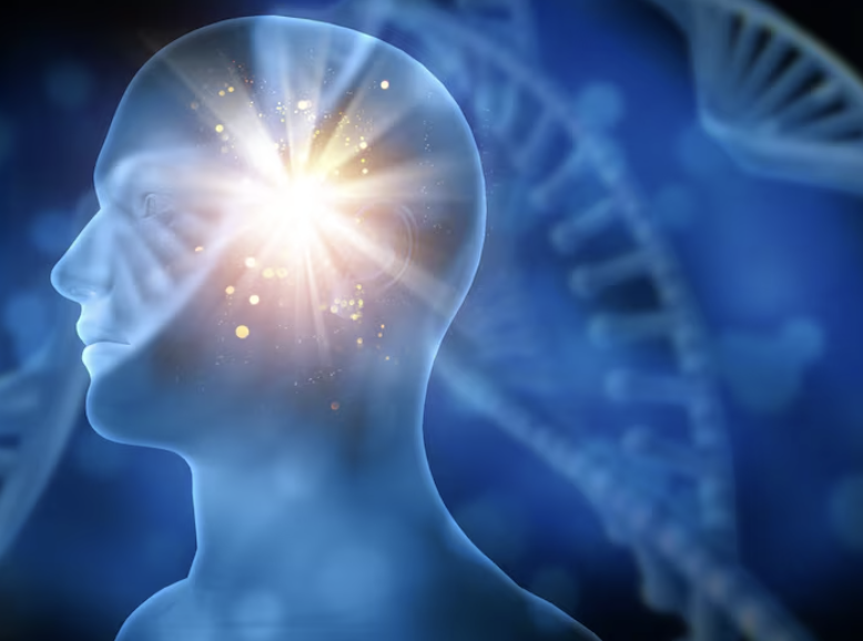 포스파티딜 세린 효능 부작용 가격 복용법 2026 최신정보