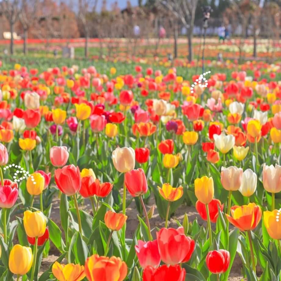 임자도 튤립축제기간