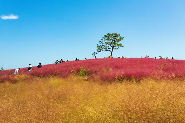 안성 팜랜드 핑크뮬리 개화시기 및 교통편, 맛집, 주변명소 사진