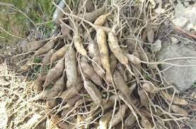 천문동 효능 부작용