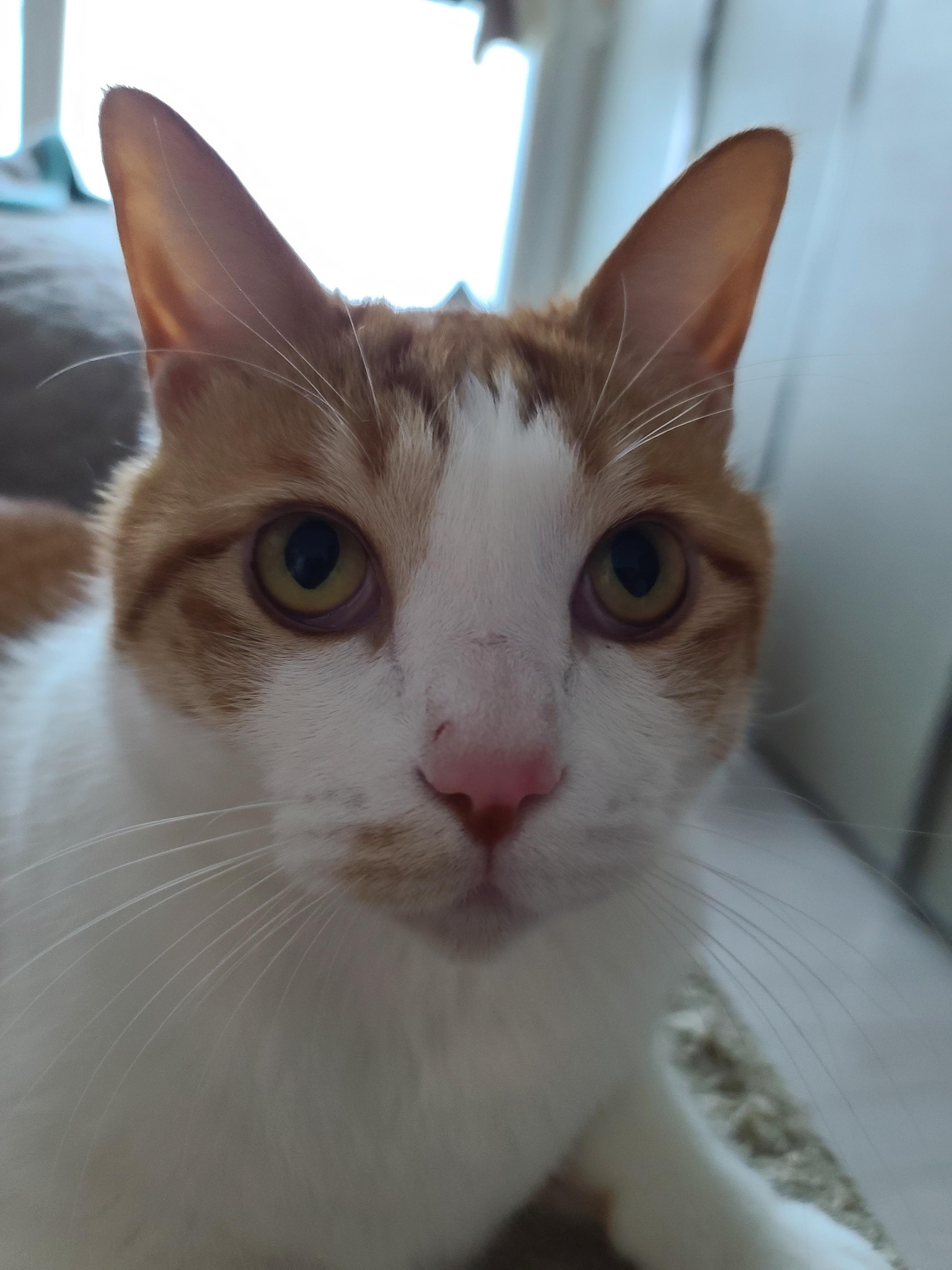 소심한 고양이에게 중2병이 오면..