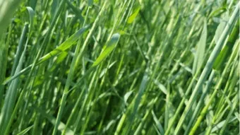 호밀 재배 가을 파종 추위 강함 사료용 수확_5