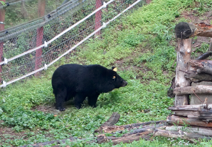 6시 내고향 하동 의신베어빌리지 반달가슴곰 체험 위치 예약 정보
