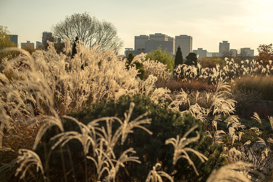 Golden ornamental grasses fill the East Garden at Hanbat Arboretum, with bare trees and Daejeon buildings behind them.
