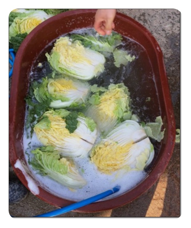 절인 배추