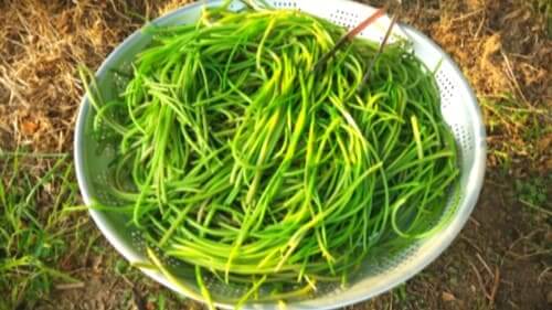 고구마순-줄기-데치기-말리기