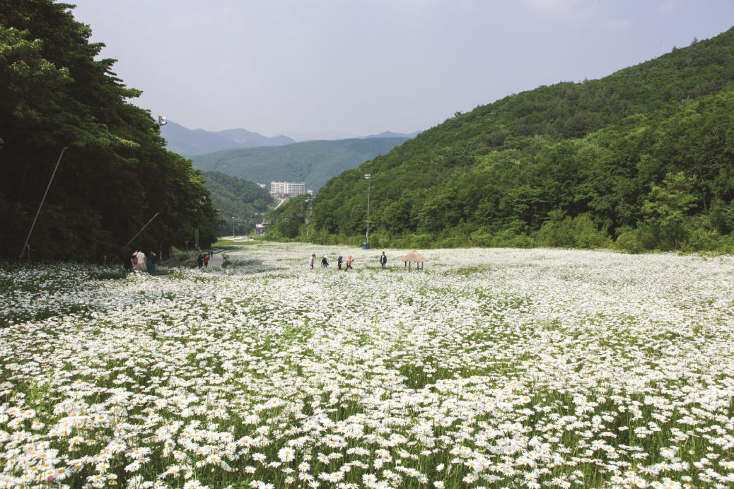 하이원리조트 샤스타데이지
