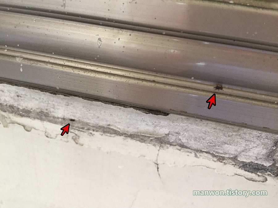 쌀벌레는 바닥에서 위로 올라가는 습성이 있는 듯하다