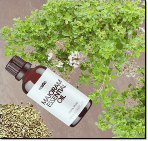 마조람 오일 효능
