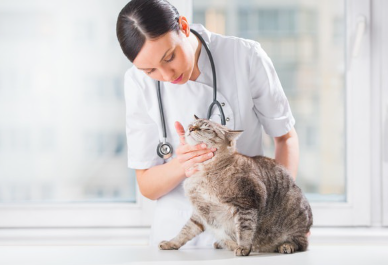 병원에서 진료를 받고 있는 고양이.