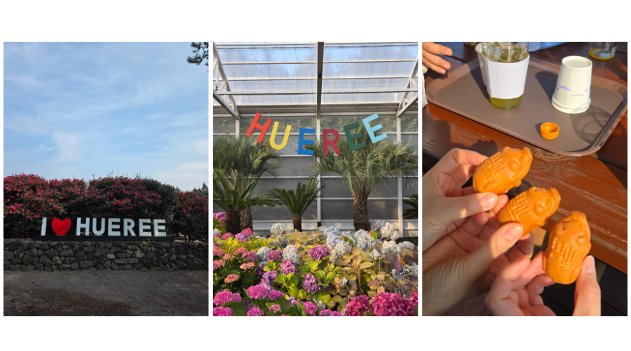 제주 휴애리 수국! 7월 여름 감성 여행 완벽 가이드