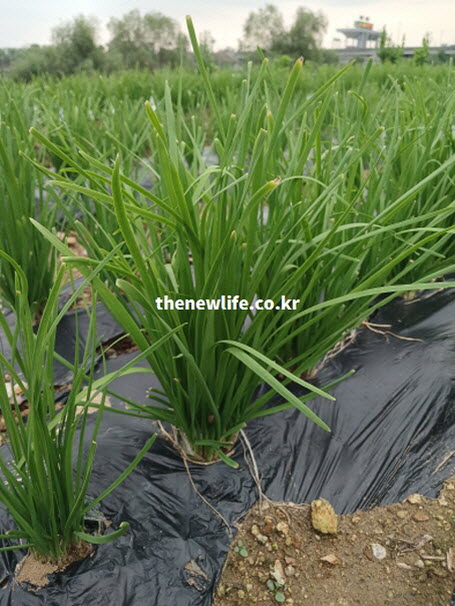 부추 효능의 핵심인 간세포 재생과 피로 회복을 돕는 천연 자양강장제 부추 실사진