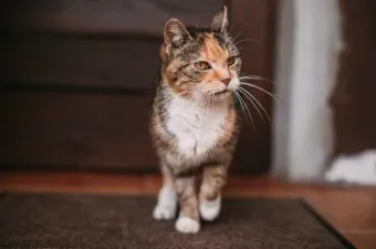 노령 고양이 필수 관리법 4가지 건강 지키기_11