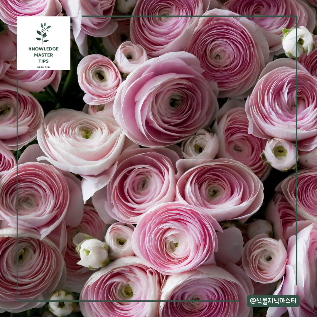 졸업식 꽃다발, 라넌큘러스