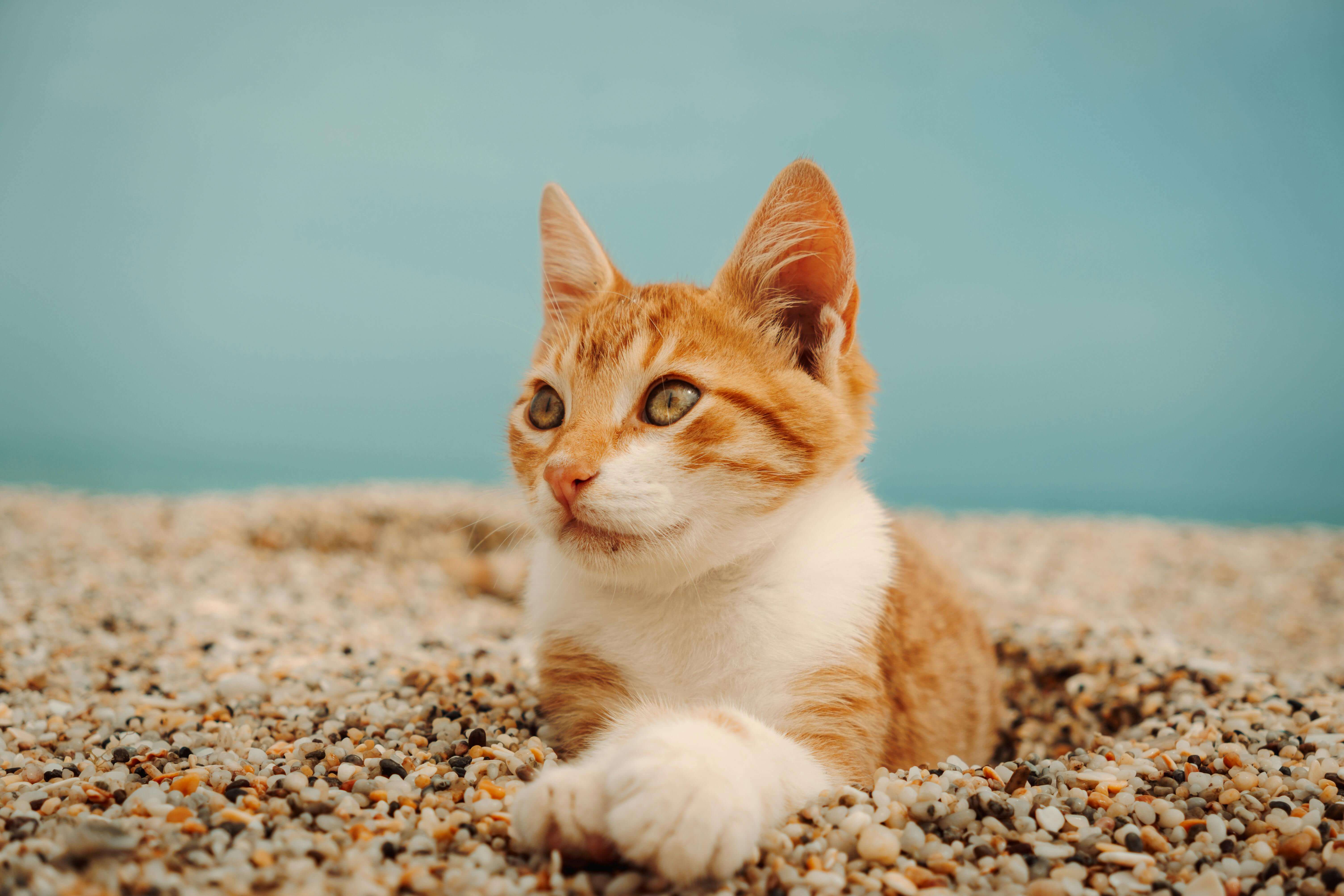 고양이 화장실 모래 추천 BEST 5